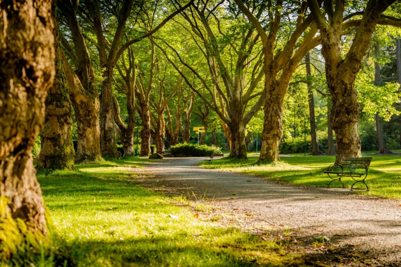 Park Buluşmaları 