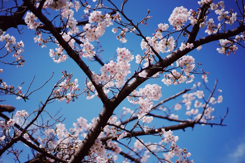 Fotoğraf Altyazısı | Jessica Alberto (unsplash.com)