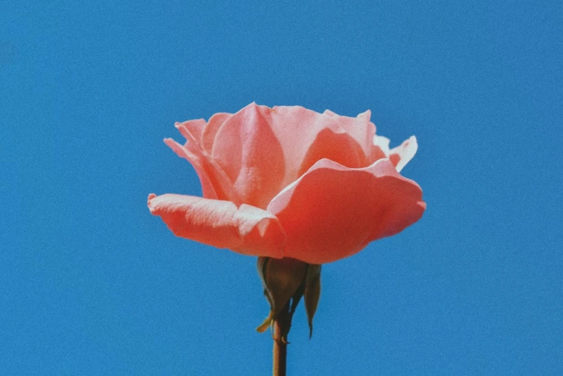 fl