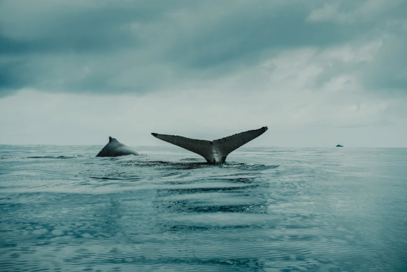 flavio-gasperini-gjkptkhni6y-unsplash