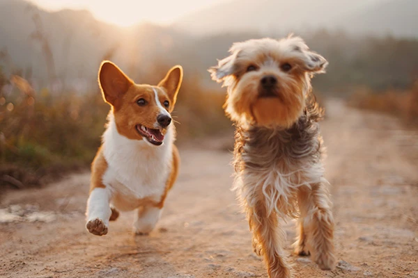 "Save a Dog": Instagram Hikayesiyle Bir Can Kurtarılabilir Mi?