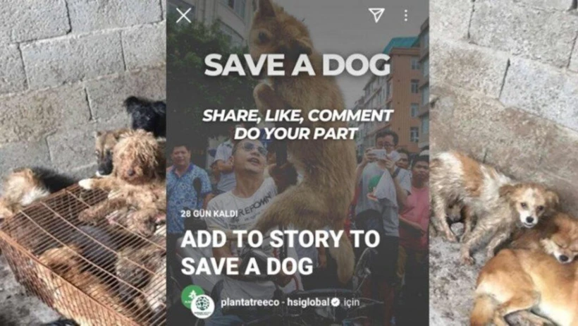 save-a-dog-kampanya-gorseli