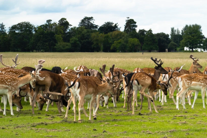 dublin'de yaz - phoenix park