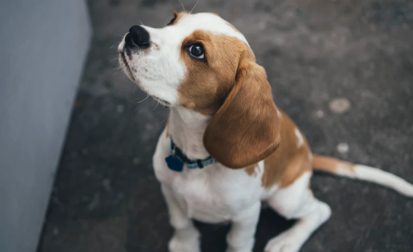 Pet11 Fest x Küçükçiftlik Bark: Can Dostunuzun Festivali!
