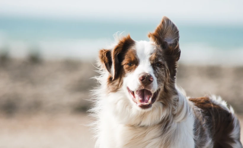 pet11 ile Barınaktan Köpek Sahiplenme: 'O'nunla Tanışın