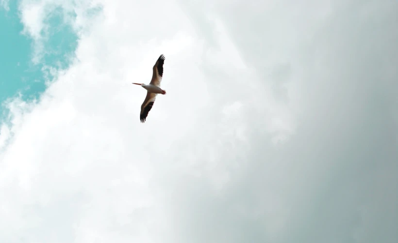 Fotoğraf Altyazısı | BRUNO EMMANUELLE (unsplash.com)