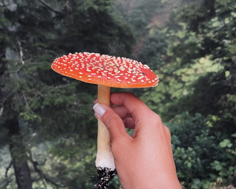 Pokut Ormanlarında Mantar Avı