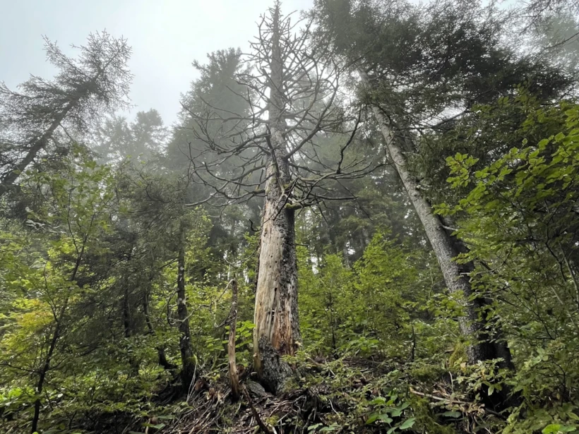 Pokut Ormanları