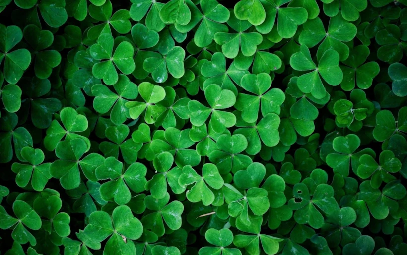 St. Patrick's Day: Yoncalar