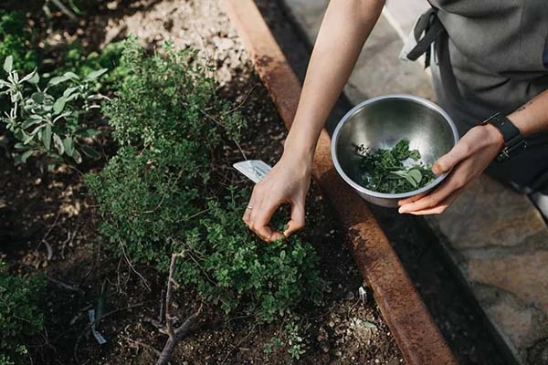 Urla: Slow Food Hareketinden Gastronomi Durakları