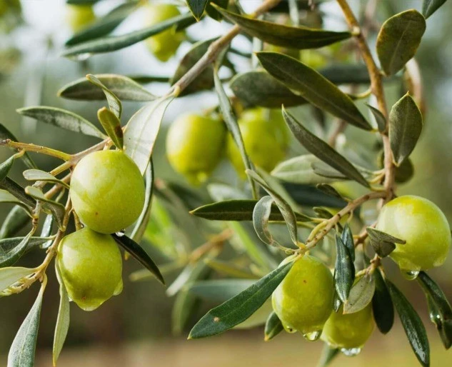 Zeytin