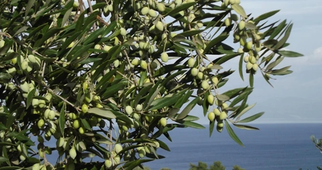 Zeytin Ağacı