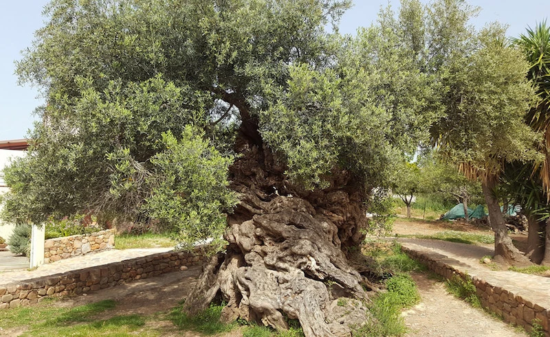 3000 Yıllık Zeytin Ağacı
