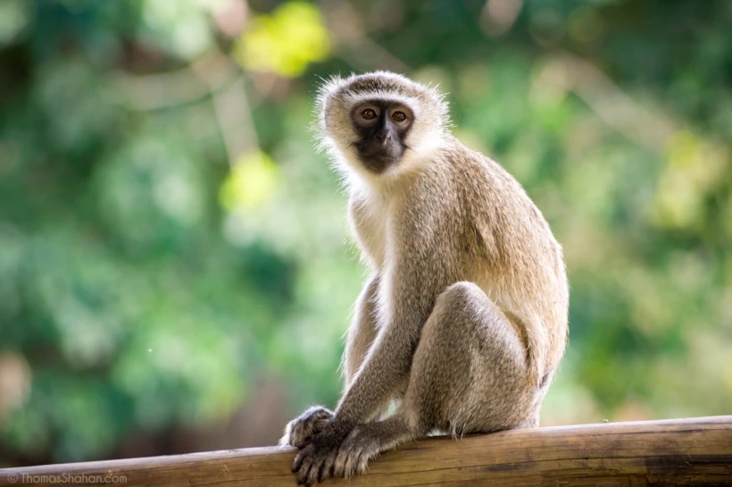 Vervet Maymunu