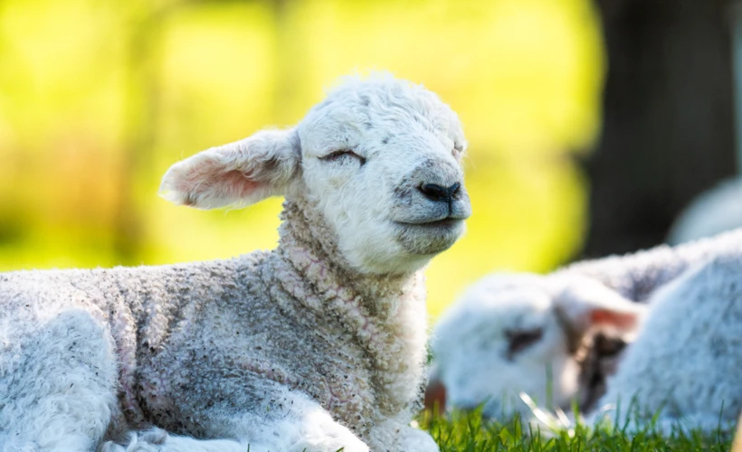 Veganuary: Yılın İlk Ayında Yeni Bir Etik Duruş