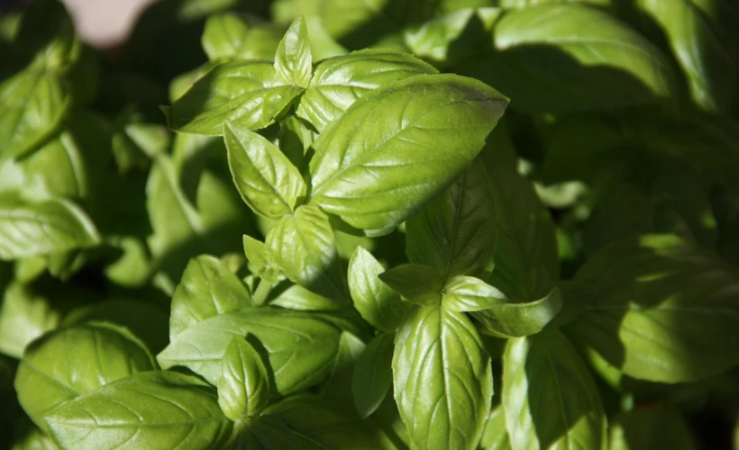 Pesto Soslu Tarifler: Isınan Havalara Eşlik Eden Hafif Lezzetler
