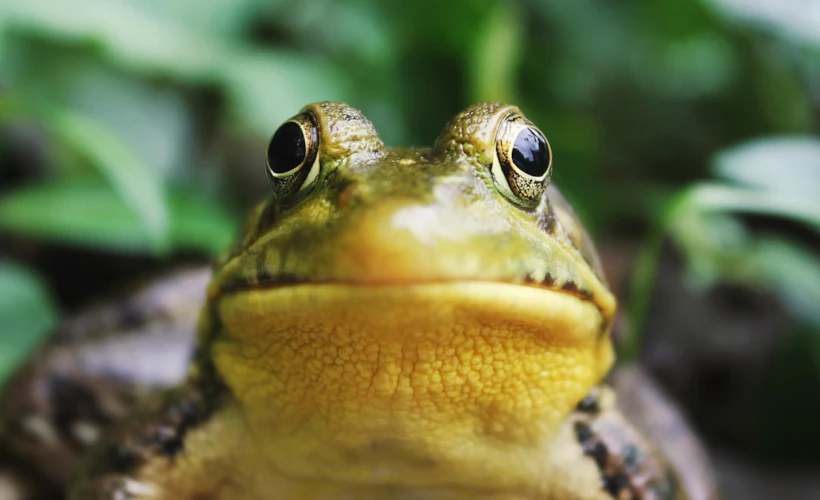 "Eat the frog" Yöntemi: Erteleyiciliğin Panzehri Olabilir mi?