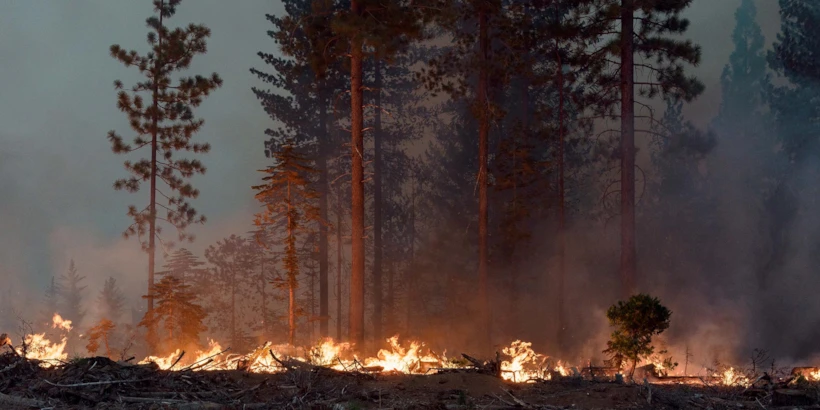 forest-fire-climate-jungho-kim-new-york-times