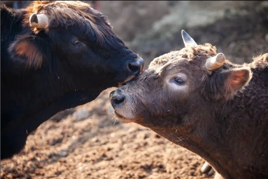 Angels Farm Sanctuary: Kurtarılmış Hayvanlar Çiftliği
