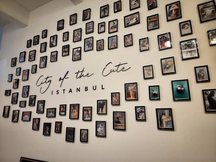 city-of-the-cute