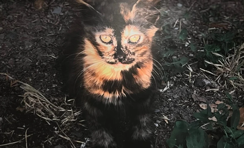 Cat Museum İstanbul: Dikkat Kedi Çıkabilir