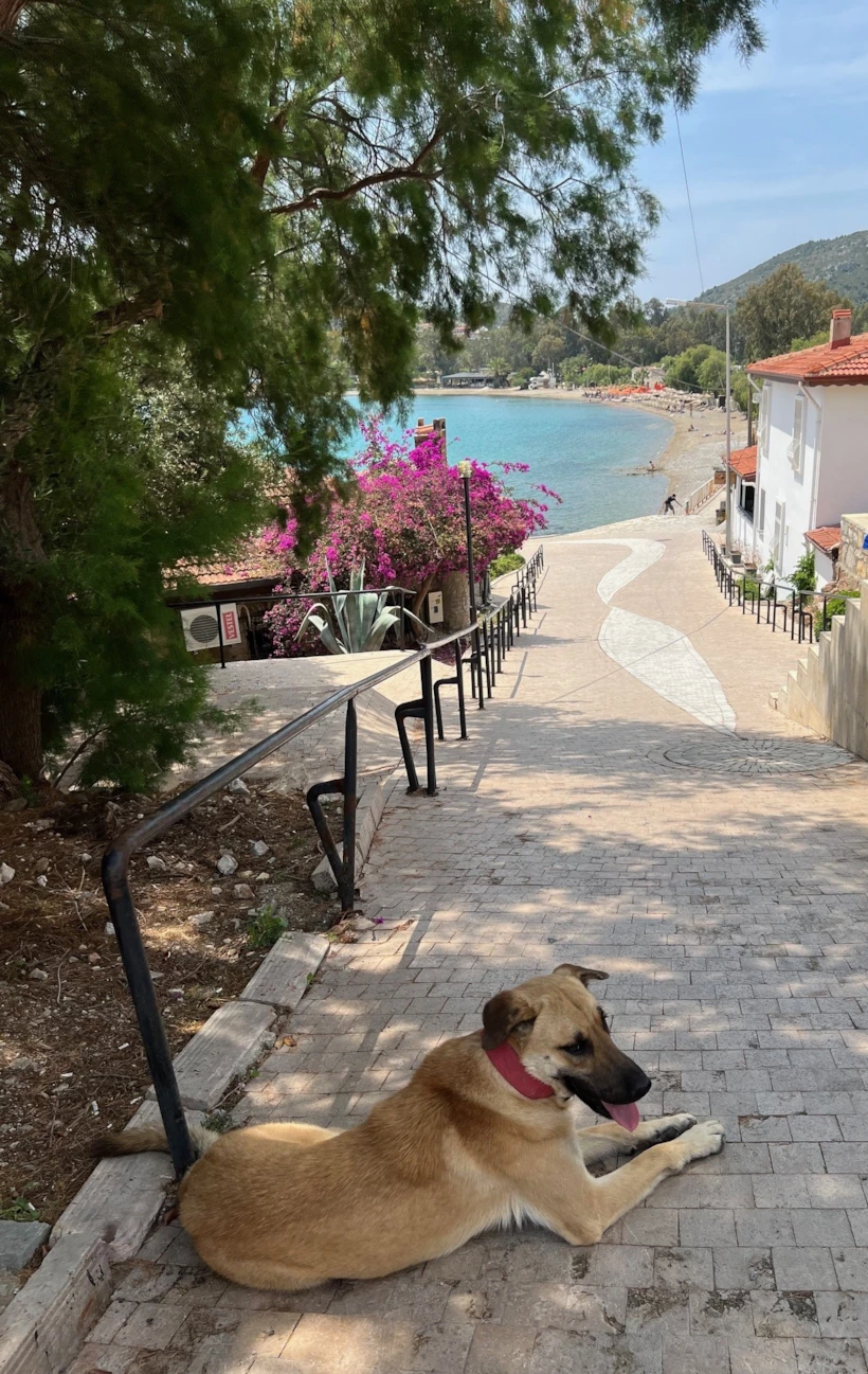 datca-yol-3