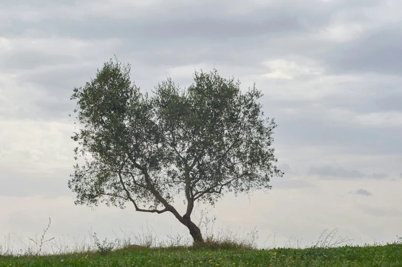 Fotoğraf Altyazısı | Wolfgang Hasselmann (unsplash.com)