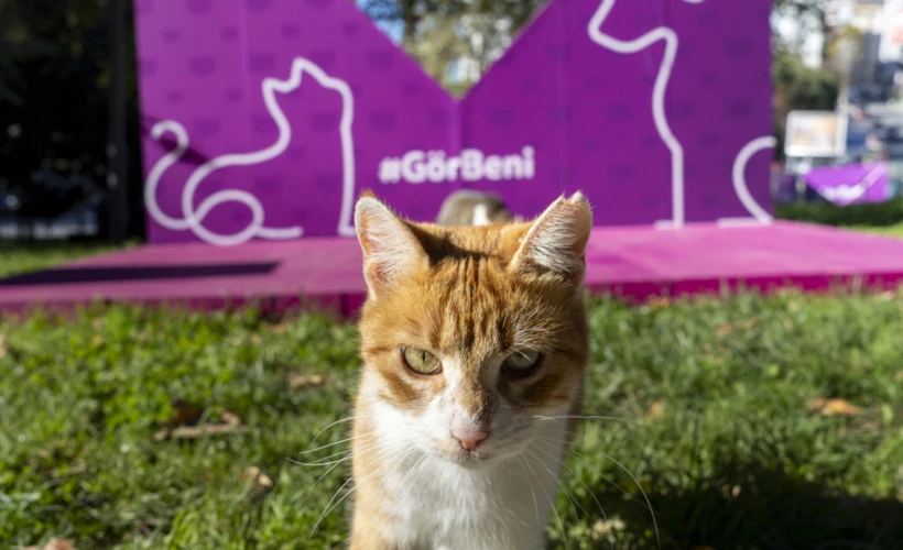 "Gör Beni": WHISKAS®’ın  Şehrin Patili Eşlikçilerini Görünür Kılan Projesi