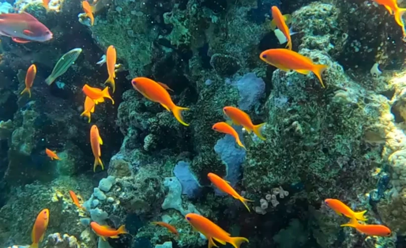 Kızıldeniz’de Scuba Diving: Bir Matrix Deneyimi