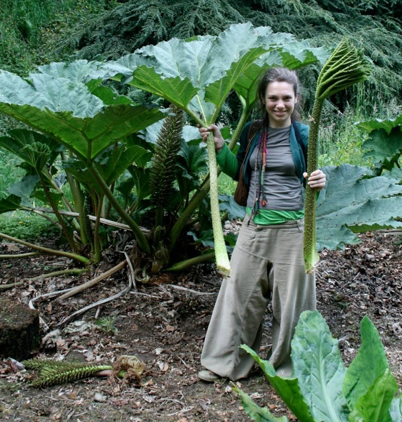 gunnera-tinctoria-bitkisini-toplarken-2010