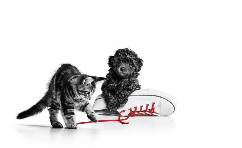 10 Yıllık Bir Hikâye: Royal Canin’in Türkiye Yolculuğu