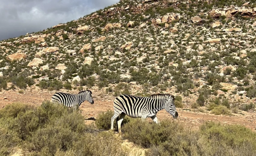 Cape Town: Penguenlerden Safariye Uzanan Bir Yolculuk